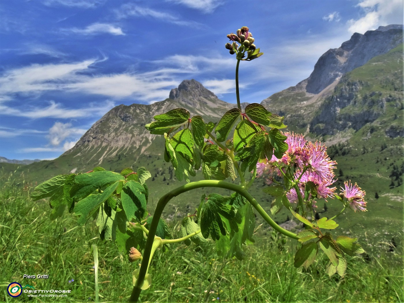 34 Thalictrum aquilegiifolium (Pigamo colombino) con vista in Arera-Corna Piana.JPG